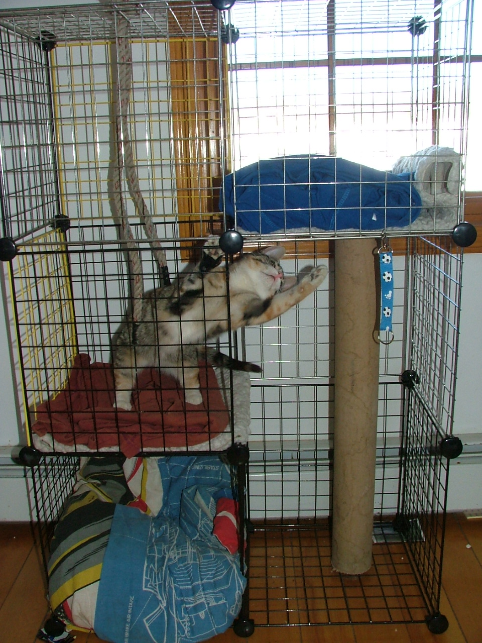 Kitty Condo