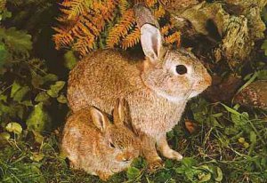 Rabbit Reproduction