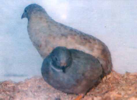 quail2a.jpg - 10316 Bytes