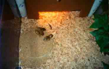 baby quail eating
